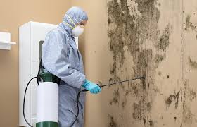 Professional Mold Removal Services in Tarpey Village, CA